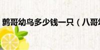 鷯哥幼鳥多少錢一只(八哥幼鳥多少錢一只)