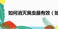 如何消滅臭蟲最有效(如何消滅臭蟲)