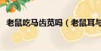 老鼠吃馬齒莧嗎(老鼠耳與馬齒莧的區別)