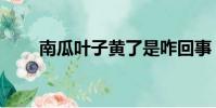 南瓜葉子黃了是咋回事(南瓜葉子)