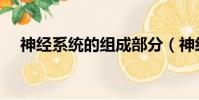 神經系統的組成部分(神經系統的組成)
