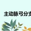 主動脈弓分支解剖圖（主動脈分支解剖圖）