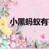 小黑螞蟻有害嗎（小黑螞蟻是什么品種）