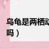 烏龜是兩棲動物嗎兩棲爬行（烏龜是兩棲動物嗎）
