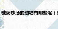 馳騁沙場的動物有哪些呢(馳騁沙場的動物)