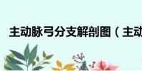 主動脈弓分支解剖圖(主動脈分支解剖圖)