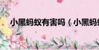 小黑螞蟻有害嗎(小黑螞蟻是什么品種)
