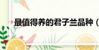 最值得養的君子蘭品種(君子蘭品種)