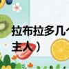 拉布拉多幾個月認主人?（拉布拉多幾個月認主人）