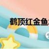 鶴頂紅金魚水溫多少合適（鶴頂紅金魚）