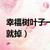 幸福樹葉子一碰就掉為什么（幸福樹葉子一碰就掉）