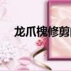 龍爪槐修剪的時間及使用方法（龍爪槐）