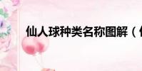 仙人球種類名稱圖解(仙人球種類)