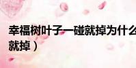 幸福樹葉子一碰就掉為什么(幸福樹葉子一碰就掉)
