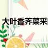 大葉香薺菜采回來后怎么處理（大葉香薺菜）