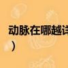 動脈在哪越詳細越好（動脈在哪里越具體越好）