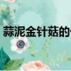 蒜泥金針菇的做法大全（蒜泥金針菇的做法）