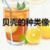 貝殼的種類像什么能做什么用（貝殼的種類）