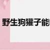 野生狗獾子能吃嗎（野生狗獾子多少錢一只）