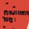 四季開花的植物花卉有哪些室外（四季開花的植物）