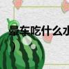 暈車吃什么水果最有效方法（暈車吃什么水果）