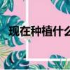 現在種植什么比較好（現在種植什么最好）