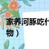 家養河豚吃什么食物為主（家養河豚吃什么食物）