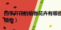 四季開花的植物花卉有哪些室外(四季開花的植物)