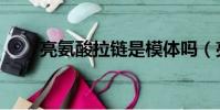 亮氨酸拉鏈是模體嗎(亮氨酸拉鏈)