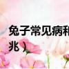 兔子常見病和治療方法(兔子得了球蟲病的前兆)