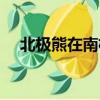 北極熊在南極還是北極（北極有企鵝嗎）