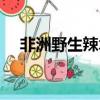 非洲野生辣木籽的作用(辣木籽的作用)