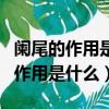 闌尾的作用是什么?盲腸有什么作用?（闌尾的作用是什么）