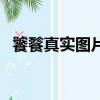 饕餮真實圖片嚇死人了（鯤鵬是什么動物）