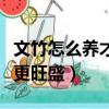 文竹怎么養才能更旺盛開花(文竹怎么養才能更旺盛)