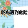 鴕鳥遇到危險怎么保護自己（鴕鳥遇到危險）