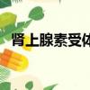 腎上腺素受體分為哪兩種（腎上腺素受體）