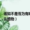 遙知不是雪為有暗香來的寓意（遙知不是雪為有暗香來是什么植物）