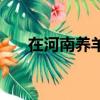 在河南養羊能賺到錢嗎（河南養羊吧）