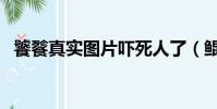 饕餮真實圖片嚇死人了(鯤鵬是什么動物)
