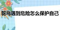 鴕鳥遇到危險怎么保護自己(鴕鳥遇到危險)