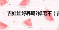 吉娃娃好養嗎?掉毛不(吉娃娃好養嗎)