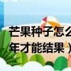 芒果種子怎么種植能長出芒果樹（芒果盆栽幾年才能結果）