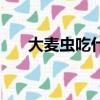 大麥蟲吃什么最便宜（大麥蟲吃什么）