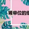 腎單位的組成結構是(腎單位的組成)