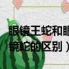 眼鏡王蛇和眼鏡蛇的區別頭部（眼鏡王蛇和眼鏡蛇的區別）
