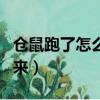 倉鼠跑了怎么快速找到（倉鼠跑了怎么引誘出來）