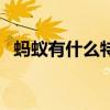 螞蟻有什么特點和本領（螞蟻有什么特點）