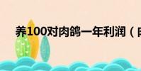 養100對肉鴿一年利潤(肉鴿養殖前景)