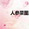 人參菜圖片的功效與作用（人參菜）